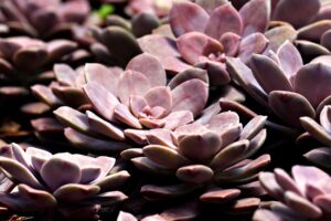 シミ取りレーザーのかさぶたはいつ取れる？