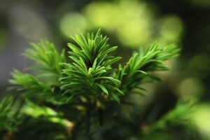 シミが完全に消える方法は何ですか？