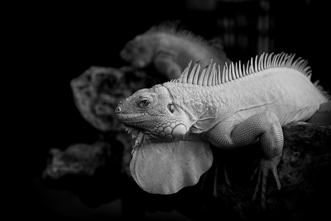 ハイドロキノンとトレチノインの違いはシミへの効果にどのように影響するのか？